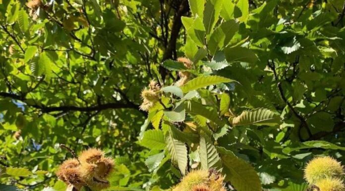The Ultimate Family Fun: Harvesting Chestnuts in Lang Son