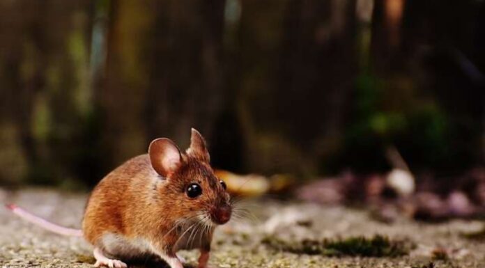 How to Choose an Auspicious Day for a Grand Opening in Early 2023 Based on Your Zodiac Sign?