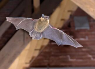 The House of Five Blessings: Unlocking the Secrets of Generational Prosperity