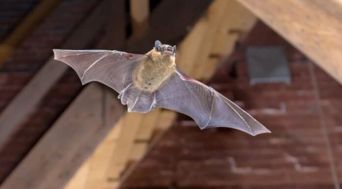 The House of Five Blessings: Unlocking the Secrets of Generational Prosperity