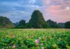 The Blooming Beauty of Ninh Binh: A Seasonal Spectacle
