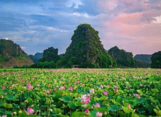 The Blooming Beauty of Ninh Binh: A Seasonal Spectacle