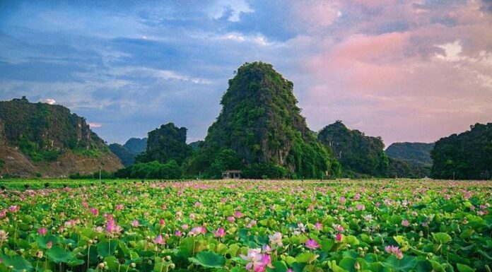 The Blooming Beauty of Ninh Binh: A Seasonal Spectacle