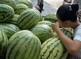 The Ultimate Guide to Choosing the Perfect Watermelon: A Sweet and Simple Trick