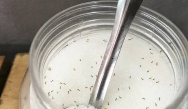 The Sweet Solution: How to Keep Ants Away from Your Sugar Jar
