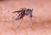 Here Are 5 Ways to Get Rid of Mosquitos During Humid Weather Without Using Chemicals but With Great Effectiveness