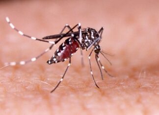 Here Are 5 Ways to Get Rid of Mosquitos During Humid Weather Without Using Chemicals but With Great Effectiveness