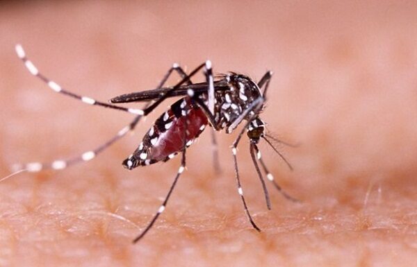 Here Are 5 Ways to Get Rid of Mosquitos During Humid Weather Without Using Chemicals but With Great Effectiveness