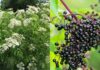 What is Elderberry? Unlocking the Health Benefits of This Superfruit