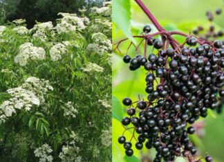 What is Elderberry? Unlocking the Health Benefits of This Superfruit