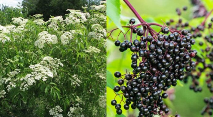 What is Elderberry? Unlocking the Health Benefits of This Superfruit