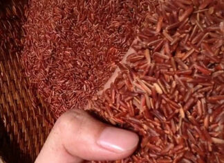 What is Dragon Blood Rice and How is it Nutritious?