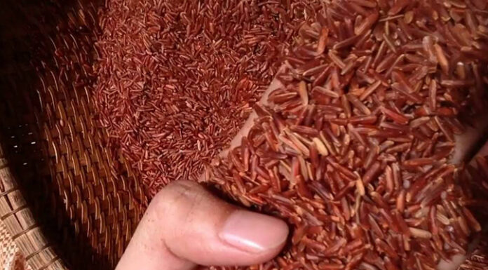 What is Dragon Blood Rice and How is it Nutritious?