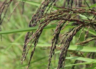 What is Black Purple Rice? Features and Benefits of Black Purple Rice