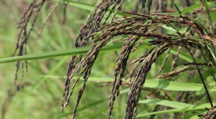 What is Black Purple Rice? Features and Benefits of Black Purple Rice