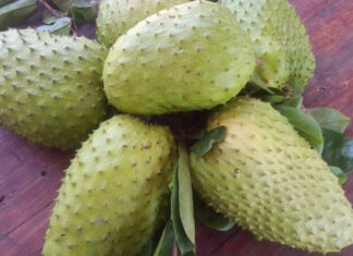 The Perfect Guide to Choosing the Tastiest Mangosteen for Your Smoothie Addiction