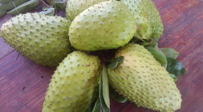 The Perfect Guide to Choosing the Tastiest Mangosteen for Your Smoothie Addiction