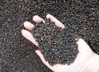 Today’s Black Pepper Prices 11/08/2021: Prices Rise, Fluctuating Between 76,000 – 78,500 VND/kg