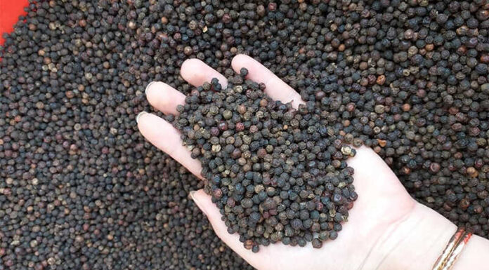 Today’s Black Pepper Prices 11/08/2021: Prices Rise, Fluctuating Between 76,000 – 78,500 VND/kg