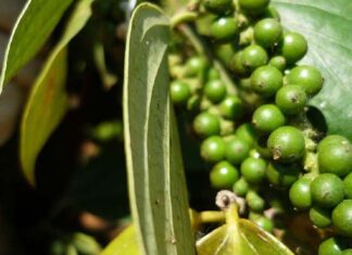 Today’s Cardamom Price, September 27, 2021: Fluctuating between 77,500 – 81,500 VND/kg