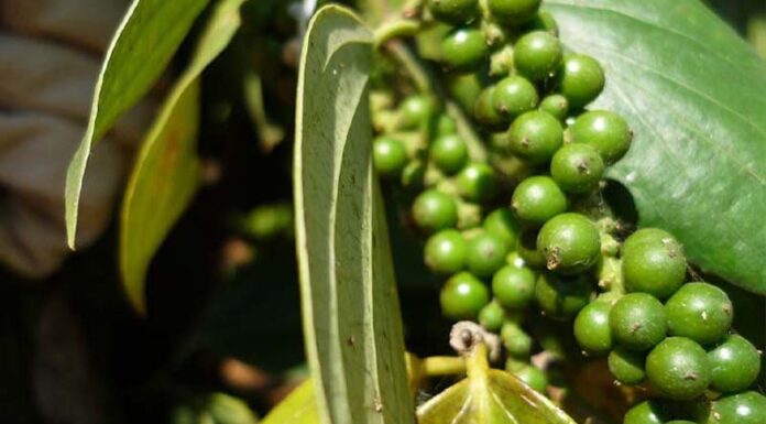 Today’s Cardamom Price, September 27, 2021: Fluctuating between 77,500 – 81,500 VND/kg