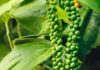Today’s Black Pepper Prices are Looking Up: $76,000 – $80,000 per kg