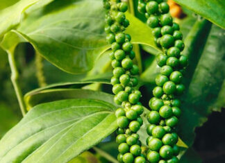 Today’s Black Pepper Prices are Looking Up: $76,000 – $80,000 per kg