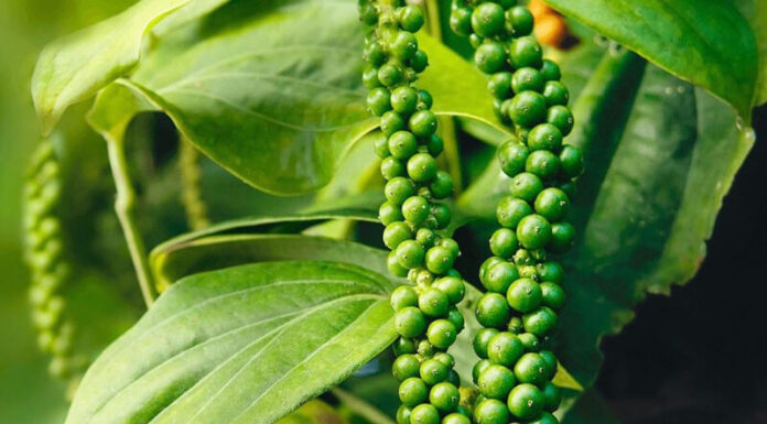 Today’s Black Pepper Prices are Looking Up: $76,000 – $80,000 per kg