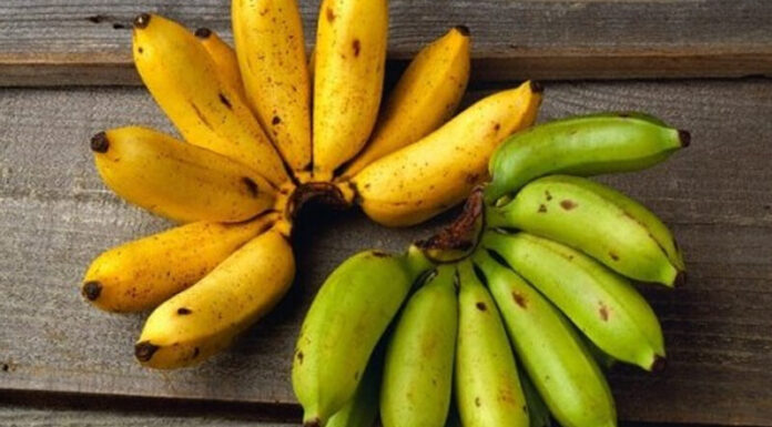 The Ultimate Guide to Banana Varieties: Unveiling the Unique Characteristics of Each.