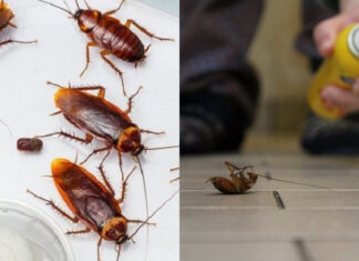 10 Smart Tips to Get Rid of Lizards in Your House for Good