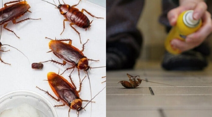 10 Smart Tips to Get Rid of Lizards in Your House for Good