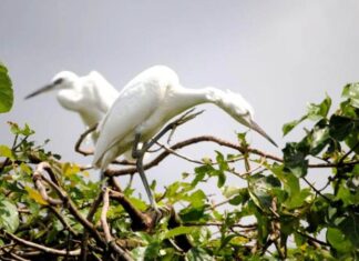 The Ultimate Guide to Suggesting Two Travel Destinations in Dam Doi (Ca Mau) for a Fulfilling Journey