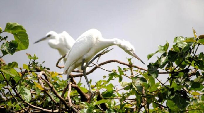 The Ultimate Guide to Suggesting Two Travel Destinations in Dam Doi (Ca Mau) for a Fulfilling Journey