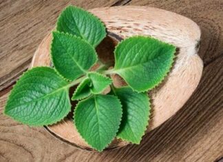 “The Wonder Leaf: A Culinary and Medicinal Powerhouse Hiding in Plain Sight”