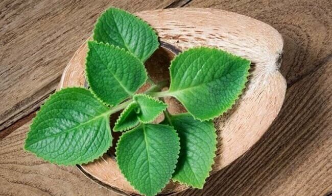 “The Wonder Leaf: A Culinary and Medicinal Powerhouse Hiding in Plain Sight”