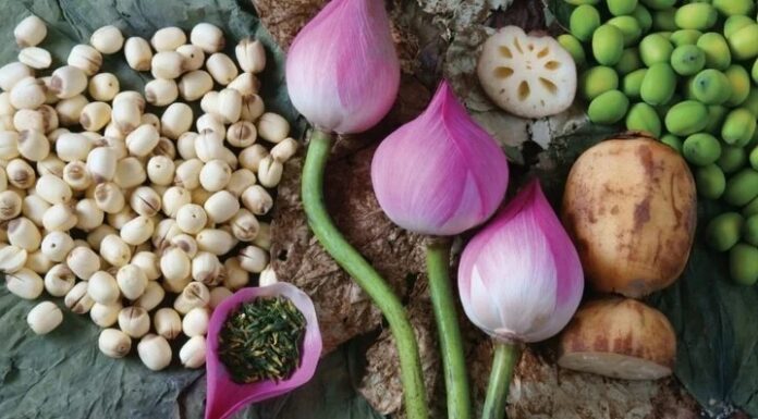 Preserving Fresh Lotus Seeds: A Guide to Long-Term Storage Without Discoloration