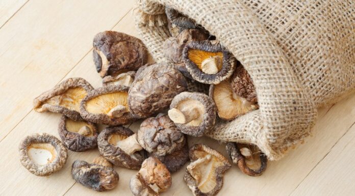 Is it Best to Wash Dried Shiitake Mushrooms with Hot or Cold Water?