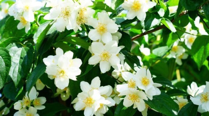 The ‘1 Light, 1 Diligent, 1 Few, 1 Many’ Principle for Jasmine Care in August