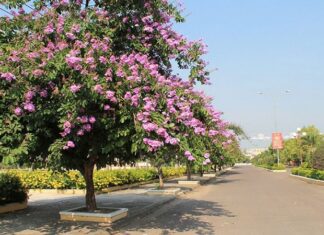 What is the Purple Crape Myrtle? When do Purple Crape Myrtles Bloom?