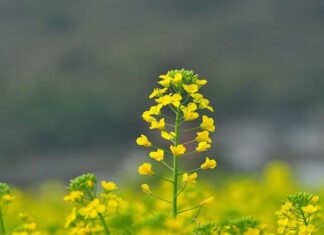 Sunflowers: Uncovering the Beauty, Significance and Cultivation of These Vibrant Blooms