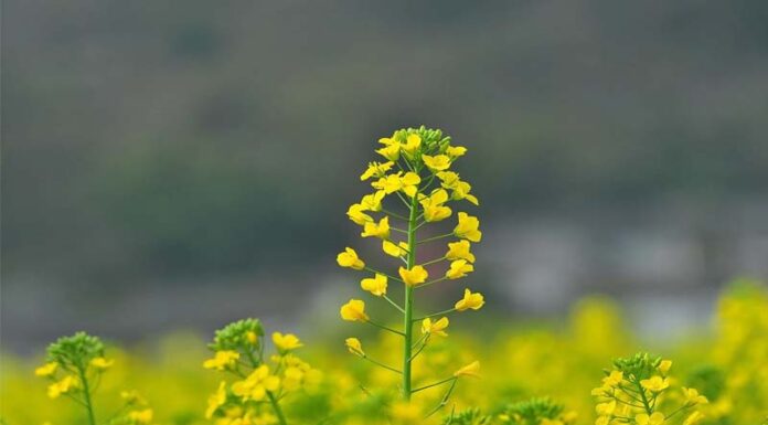 Sunflowers: Uncovering the Beauty, Significance and Cultivation of These Vibrant Blooms