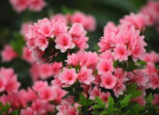 The Magic Four: Unlocking Nature’s Fragrance with a Splash of Vinegar