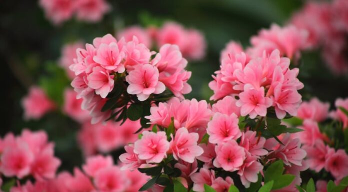 The Magic Four: Unlocking Nature’s Fragrance with a Splash of Vinegar