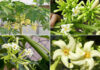 The Amazing Benefits of Papaya Flowers: Why They’re Worth the Hefty Price Tag