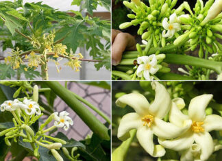 The Amazing Benefits of Papaya Flowers: Why They’re Worth the Hefty Price Tag