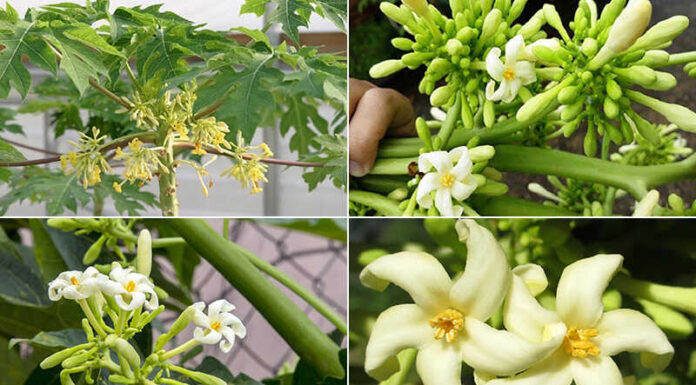 The Amazing Benefits of Papaya Flowers: Why They’re Worth the Hefty Price Tag