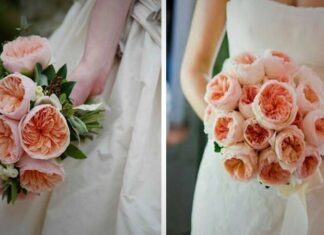 What is the Juliet Rose? Its Significance and a Step-by-Step Guide to Growing Them.