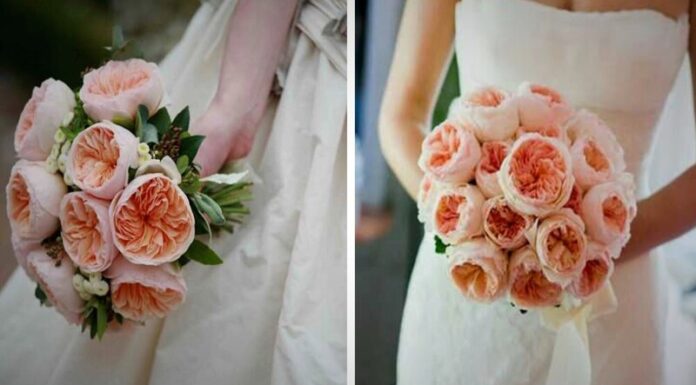 What is the Juliet Rose? Its Significance and a Step-by-Step Guide to Growing Them.