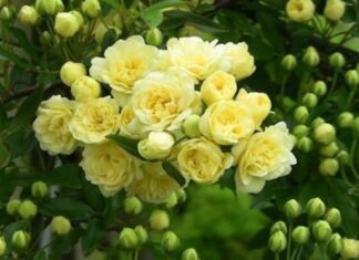 The Magical Rosa Banksiae: Unveiling the Secrets of this Enchanting Rose.