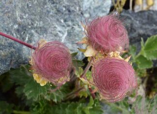 What Are Prairie Smoke Flowers? Prairie Smoke Flower Price and Care Tips.